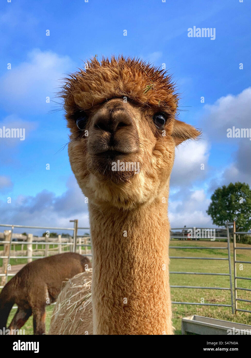 Alpaca portrait - Smartphone Captured Stock Image