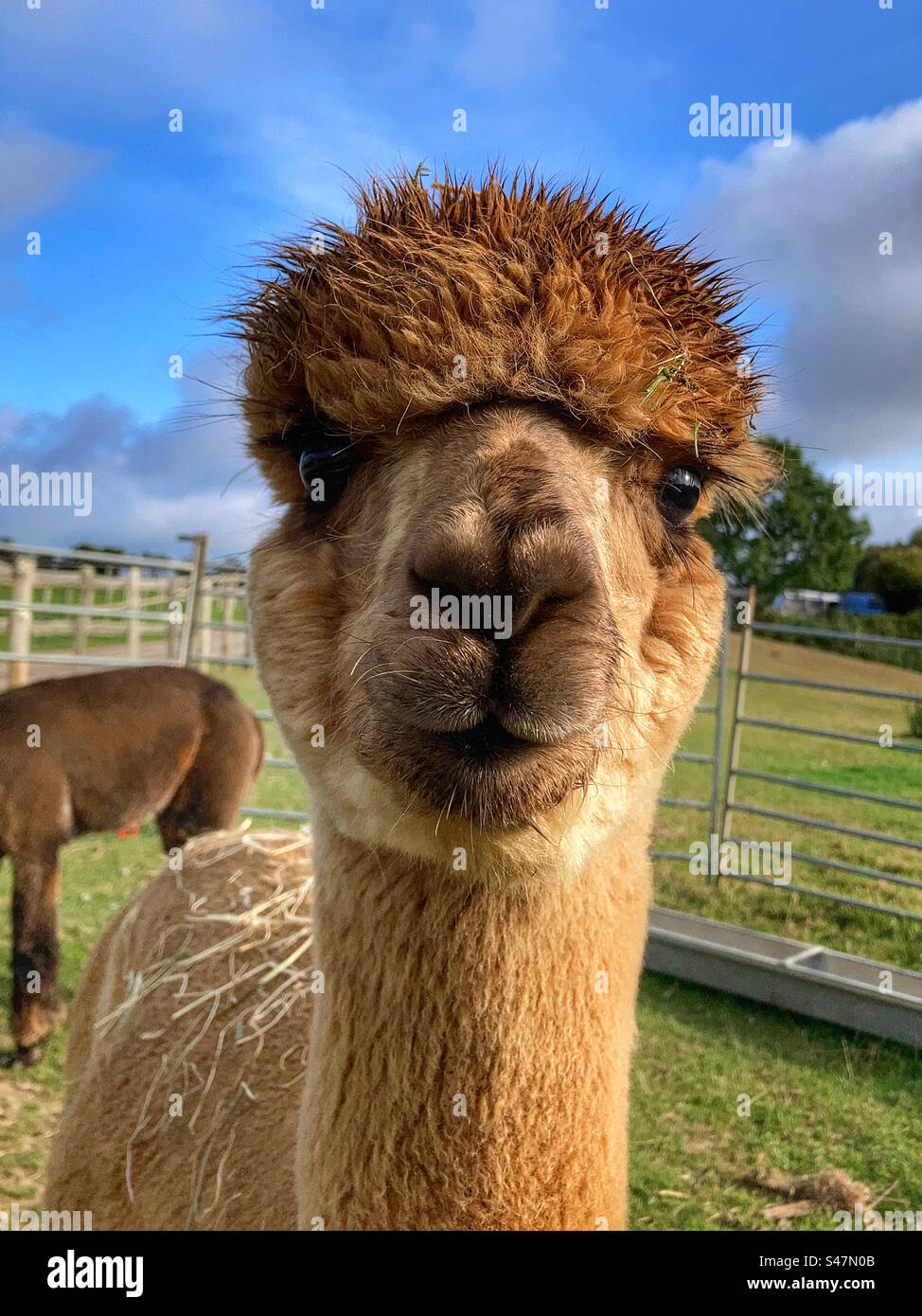 Alpaca portrait - Smartphone Captured Stock Image