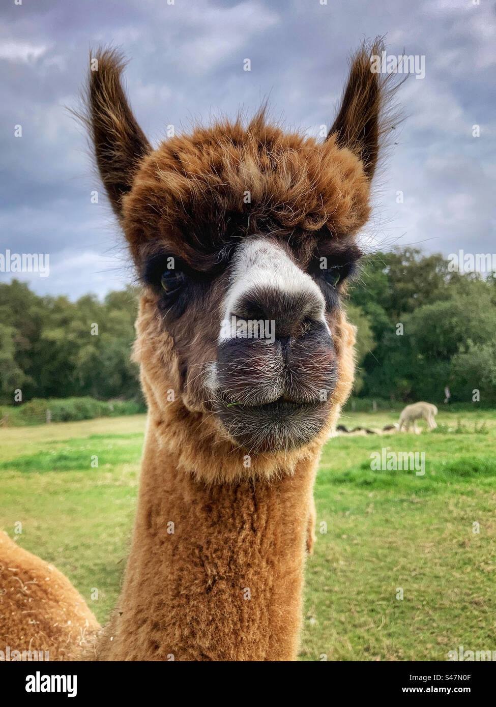 Alpaca portrait - Smartphone Captured Stock Image