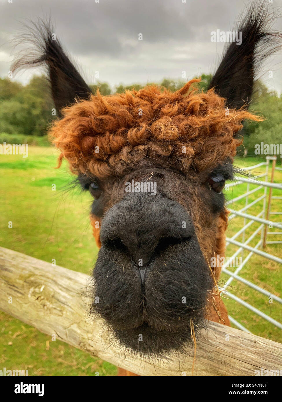 Alpaca portrait - Smartphone Captured Stock Image