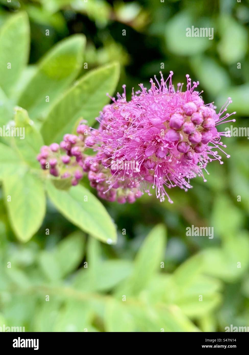 Herbal medicine, the Spiraea salicifolia, also known as bridewort or meadowsweet Stock Photo