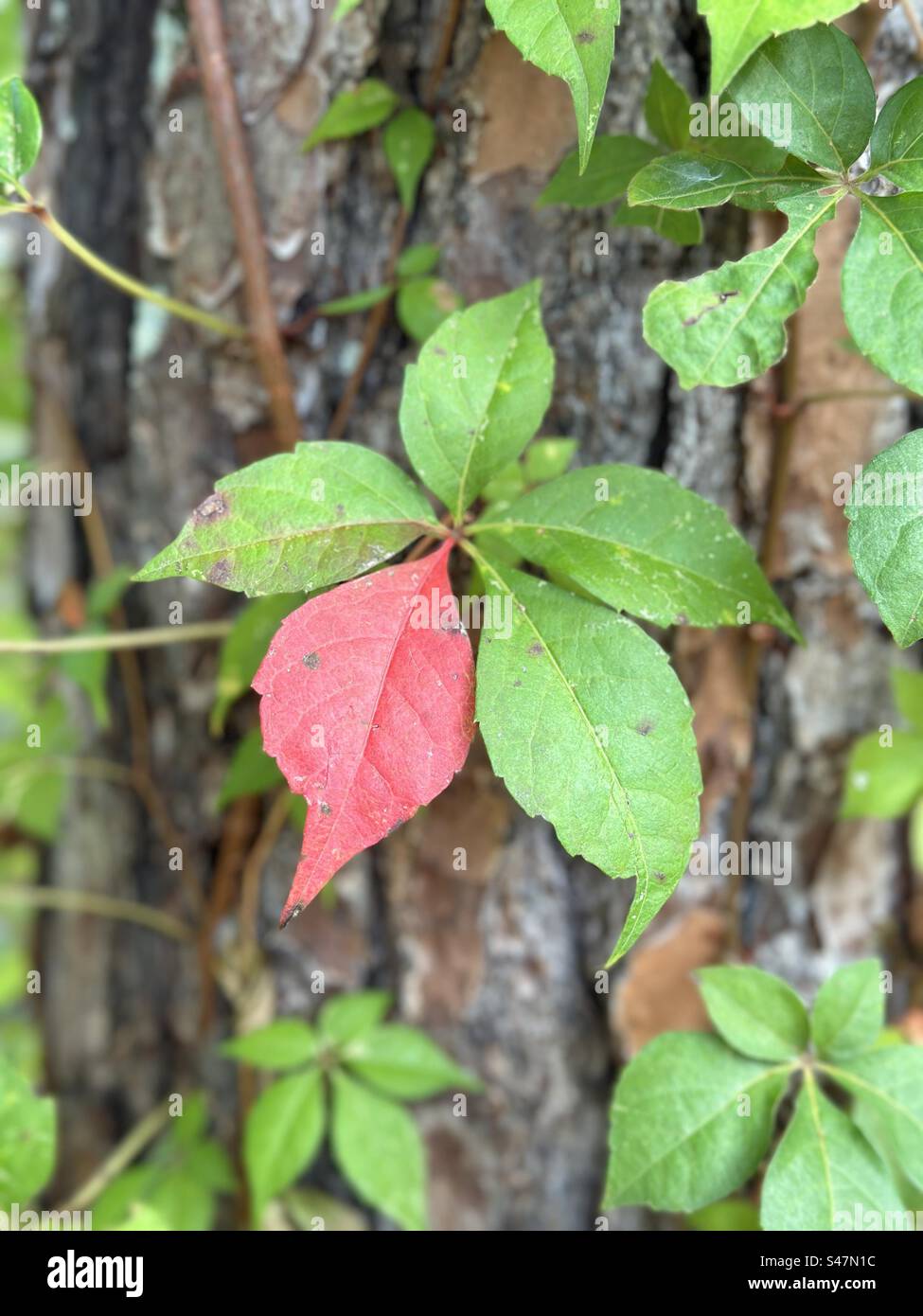 Autumn leaf changes on Virginia creeper vine Stock Photo Alamy