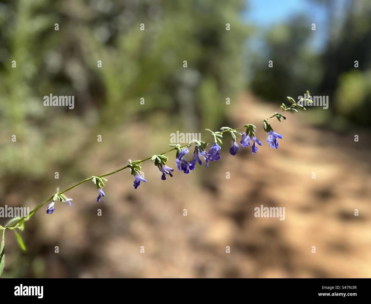 Azure blue sage (Salvia azurea) is a deciduous perennial wildflower that occurs naturally in flatwoods and sandhills. It blooms in Aug-Se attracts bees, butterflies and humming birds. Stock Photo