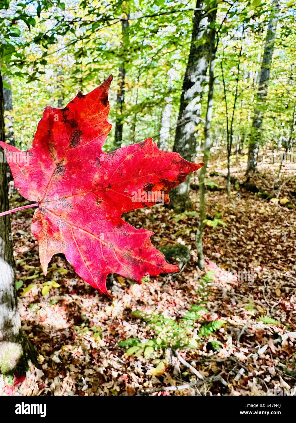 Bright red maple leaf is forest - Smartphone Captured Stock Image