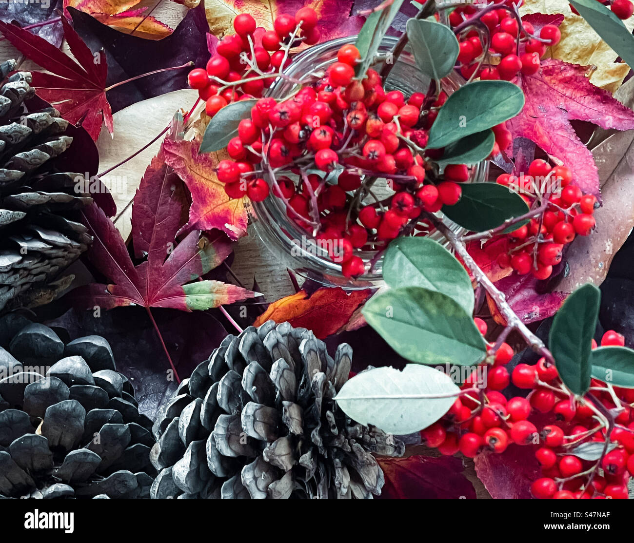 Close-up of red berry branches in glass jar surrounded by pine cones and colorful autumn leaves.Decoration. Celebration. Autumn/Christmas. - Smartphone Captured Stock Image