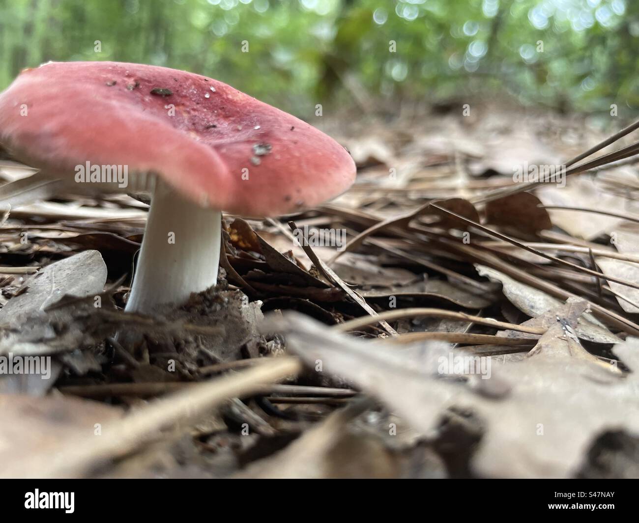 A mushroom! Stock Photo