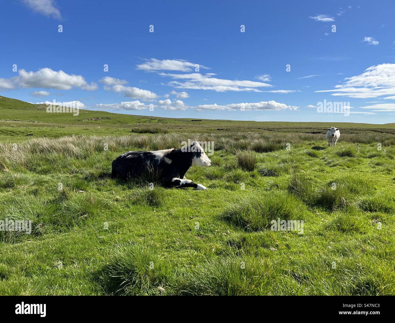 Cows, relaxing. on Malham Moor, on a sunny day near, Halton Gill, Skipton, UK Stock Photo