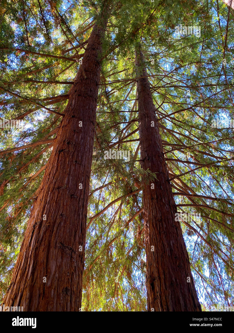 Two redwood trees Stock Photo