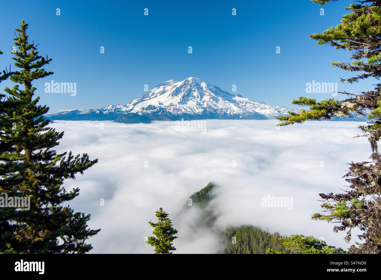 Mount Rainier, Washington State in June 2023 - Smartphone Captured Stock Image