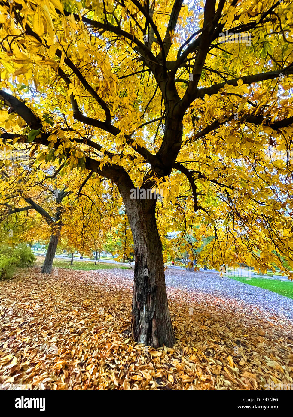 Autumn in El Retiro park. Madrid, Spain. - Smartphone Captured Stock Image