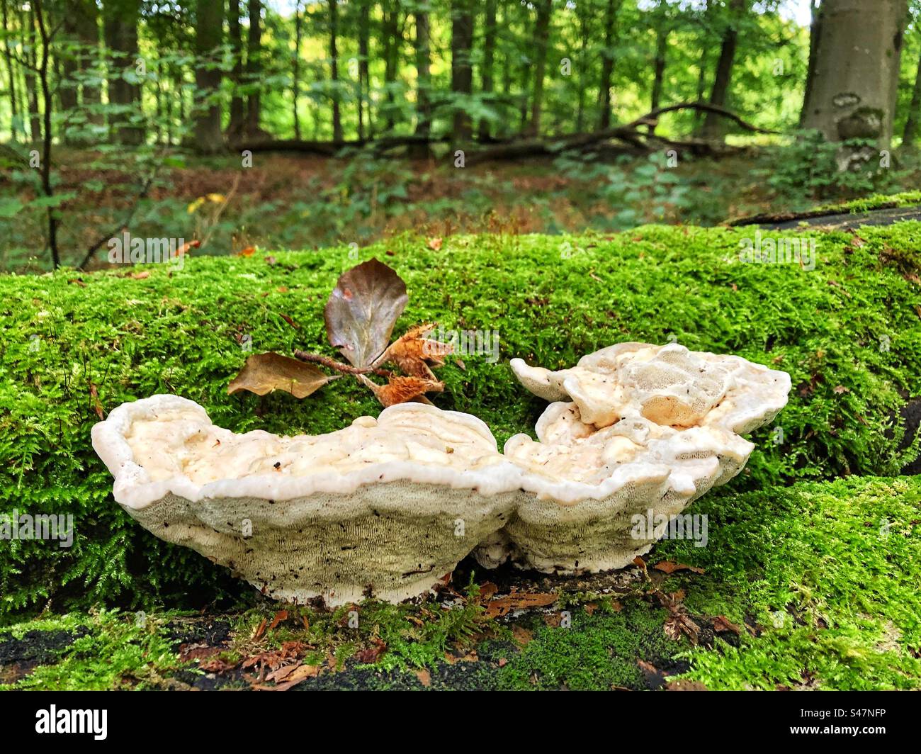 Bracket fungus on fallen beech tree in beechwoods In October near Winchester Hampshire United Kingdom Stock Photo