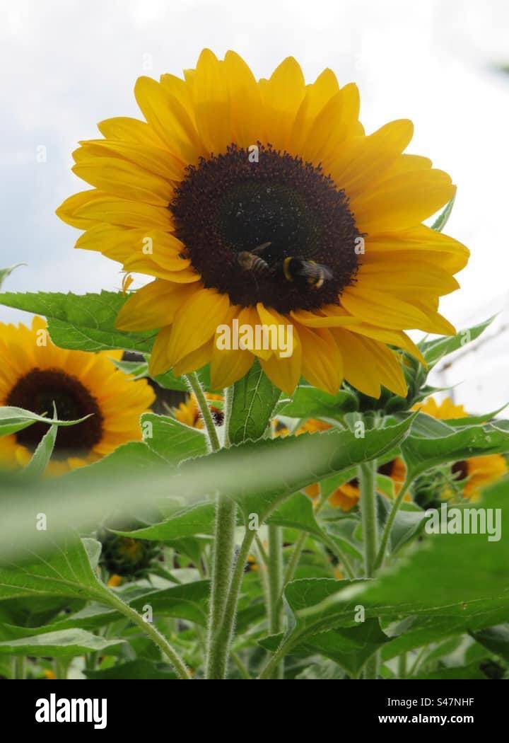 Sunflower and Bee Stock Photo
