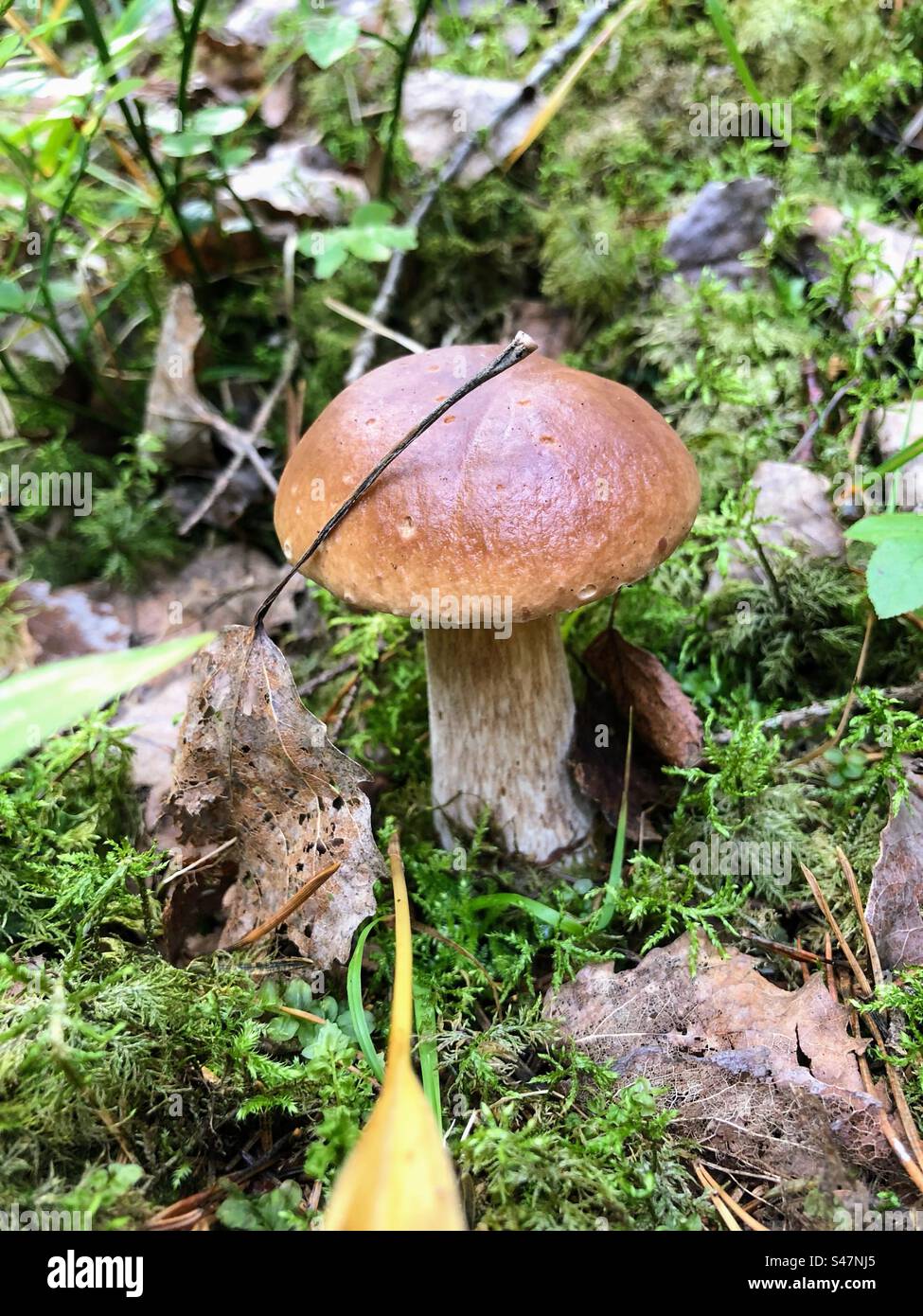 Single small Boletus edulis, cep, penny bun, porcino porcini fungus mushroom growing among moss and fallen leaves - Smartphone Captured Stock Image