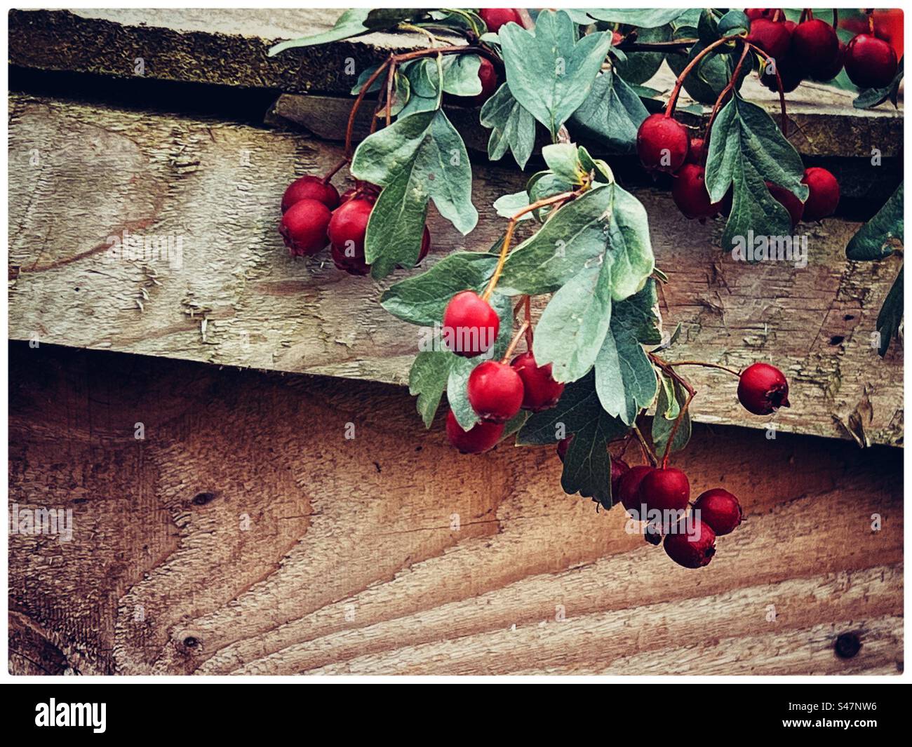 Clippings draped over wooden fence Stock Photo