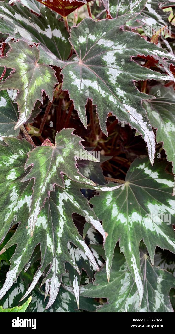 Variegated leaves - Smartphone Captured Stock Image