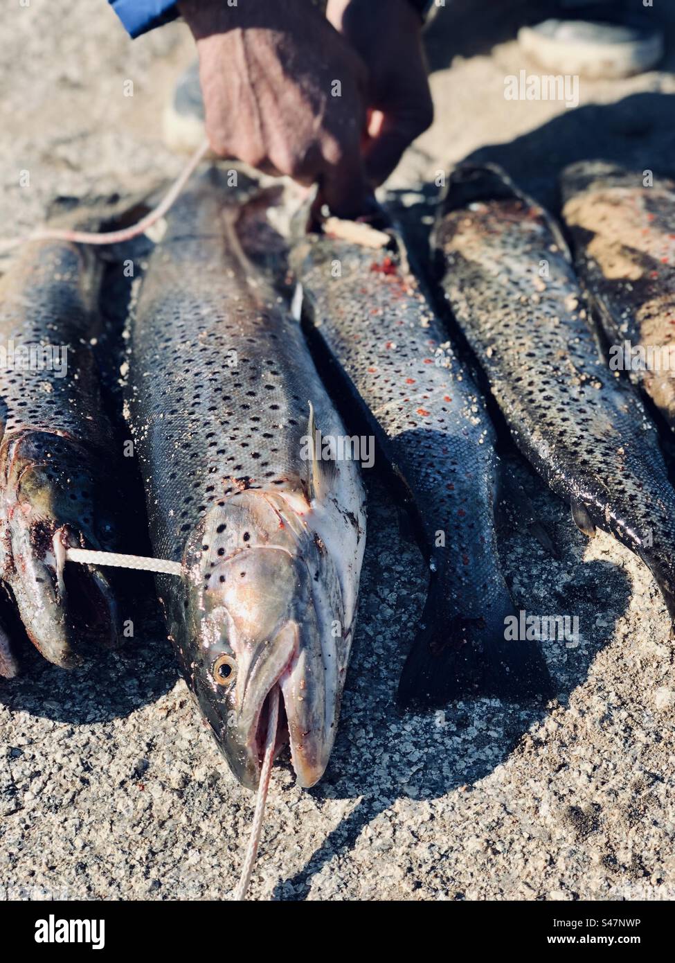 Trophies fish hi-res stock photography and images - Alamy