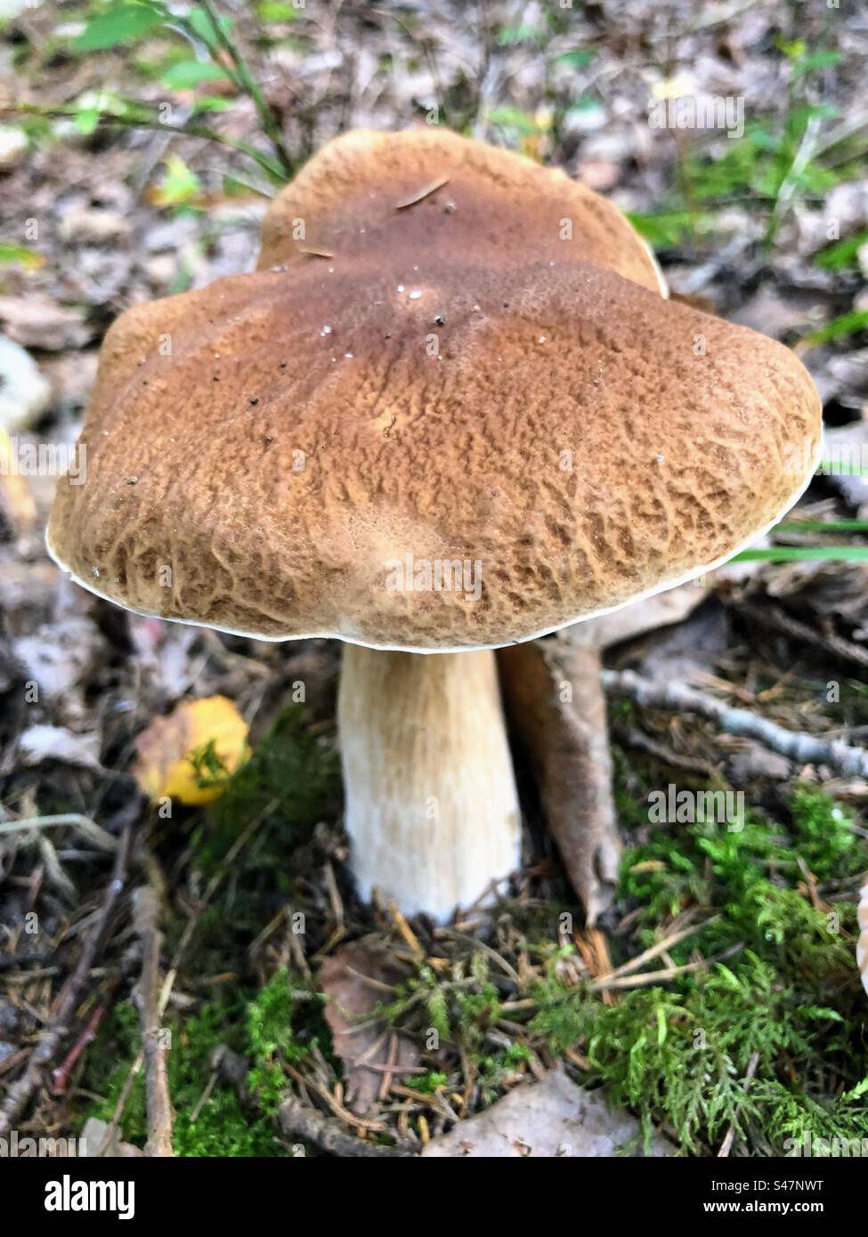 Single Boletus edulis, cep, penny bun, porcino, porcini fungus fungi mushroom growing among the moss, fallen leaves and branches - Smartphone Captured Stock Image