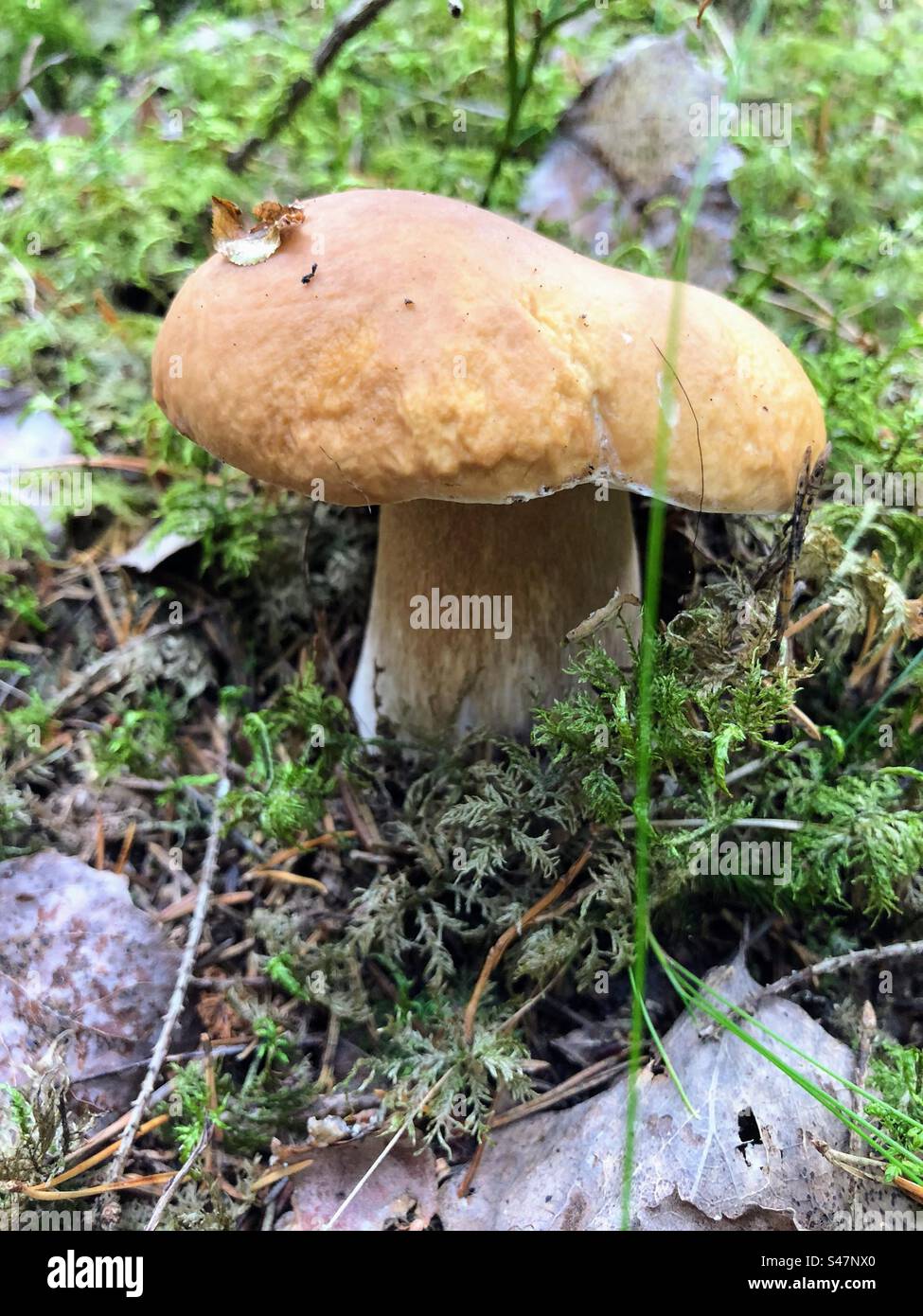 Single Boletus edulis, cep, penny bun, porcino, porcini fungus fungi mushroom growing among the moss, fallen leaves and branches - Smartphone Captured Stock Image