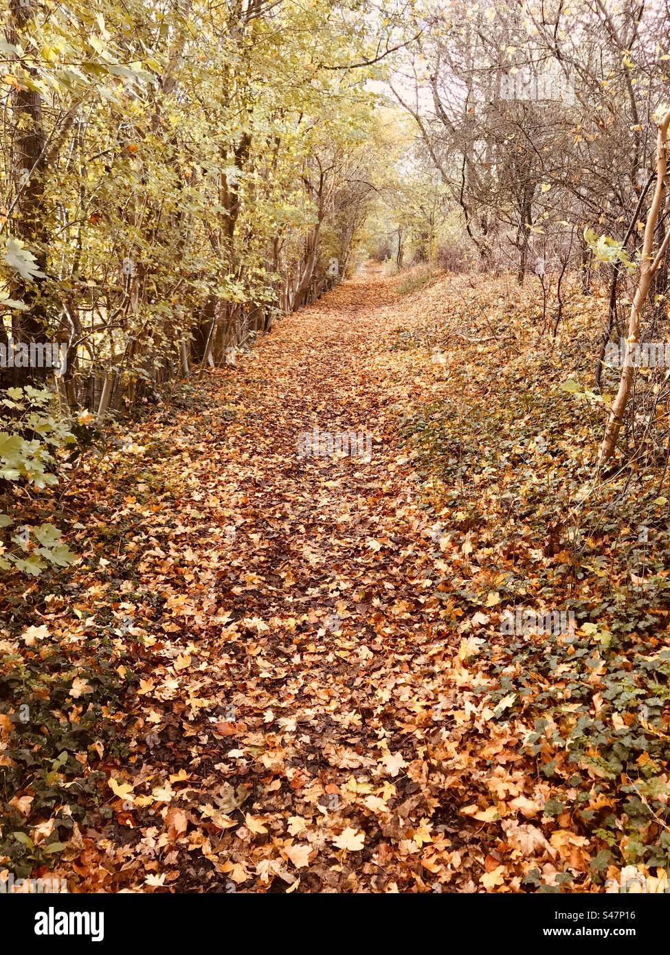 Golden, autumn leaves, North Stoke, The Ridgeway, Oxfordshire Stock Photo