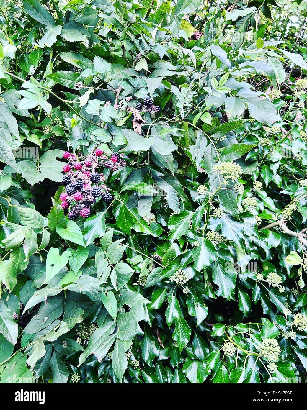 Blackberries in the hedgerow - Smartphone Captured Stock Image