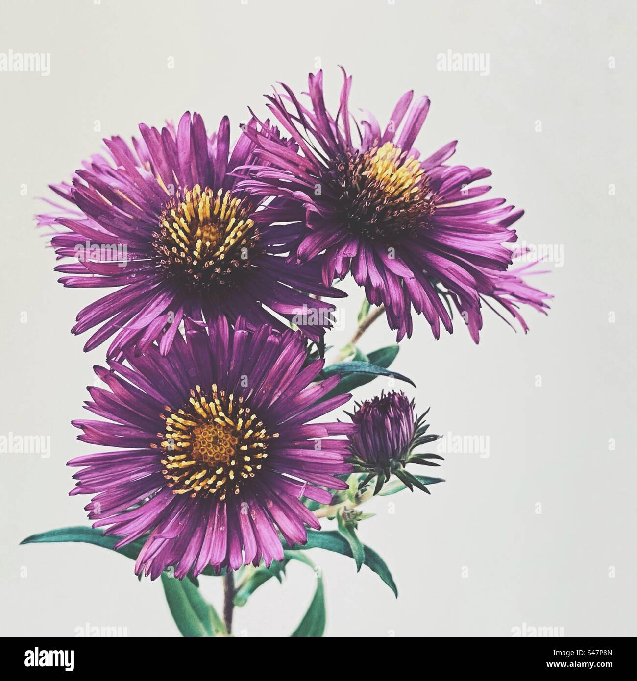 Wild Flowers and Weeds Stock Photo Alamy