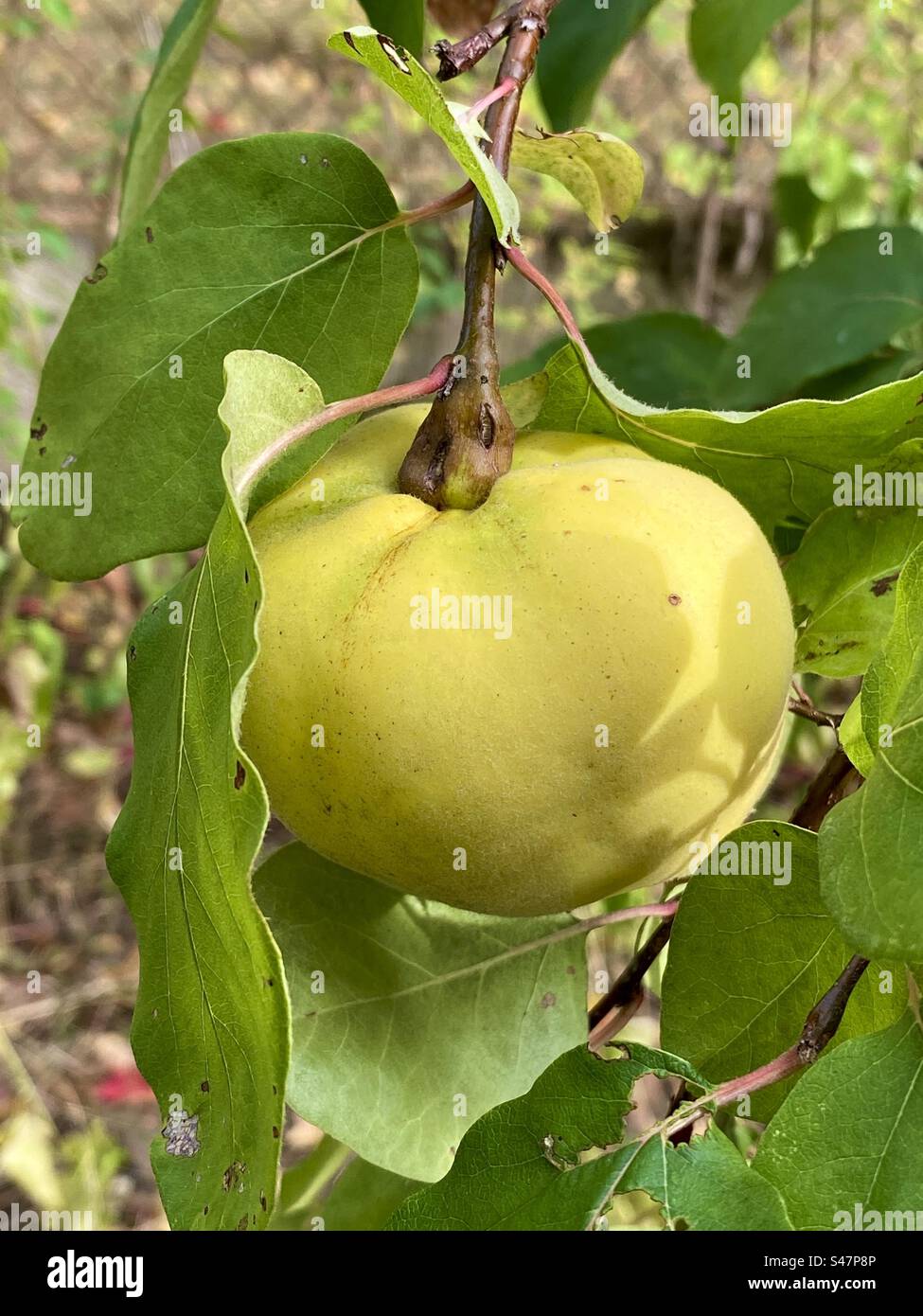 quince hanging on a tree - Smartphone Captured Stock Image