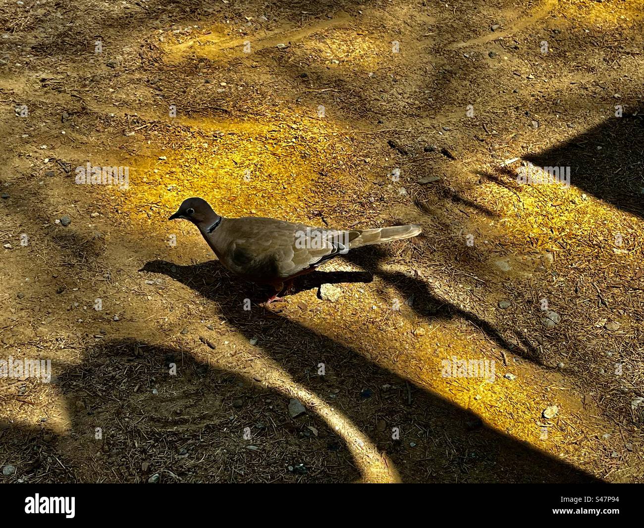 Streptopelia Eurasian collared dove turtle doves bird avian in a