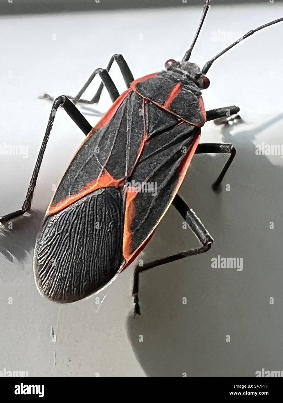 The boxelder bug (Boisea trivittata), also called box bug, maple bug or, inaccurately, box beetle, Stock Photo
