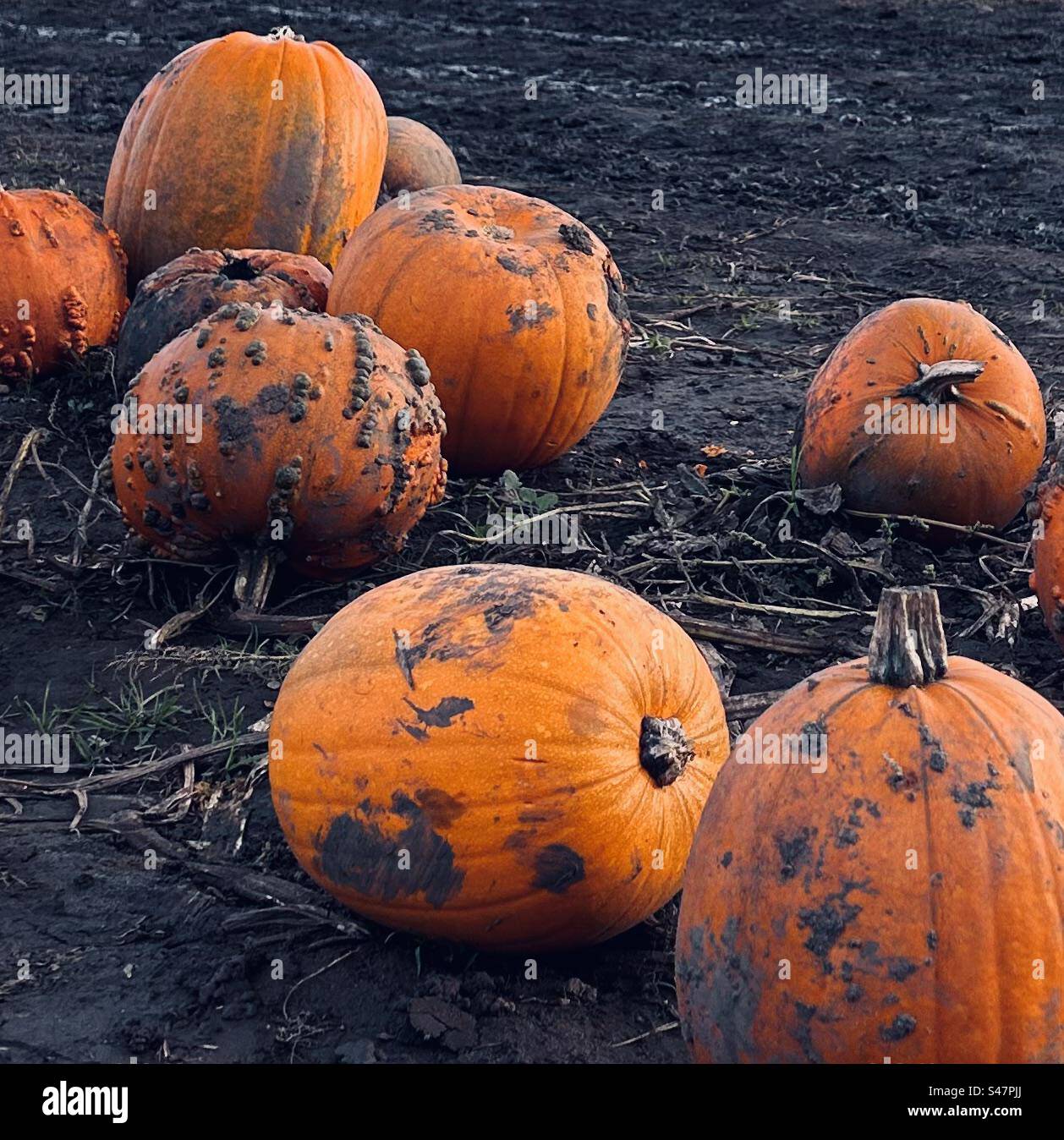 Pumpkin Stock Photo