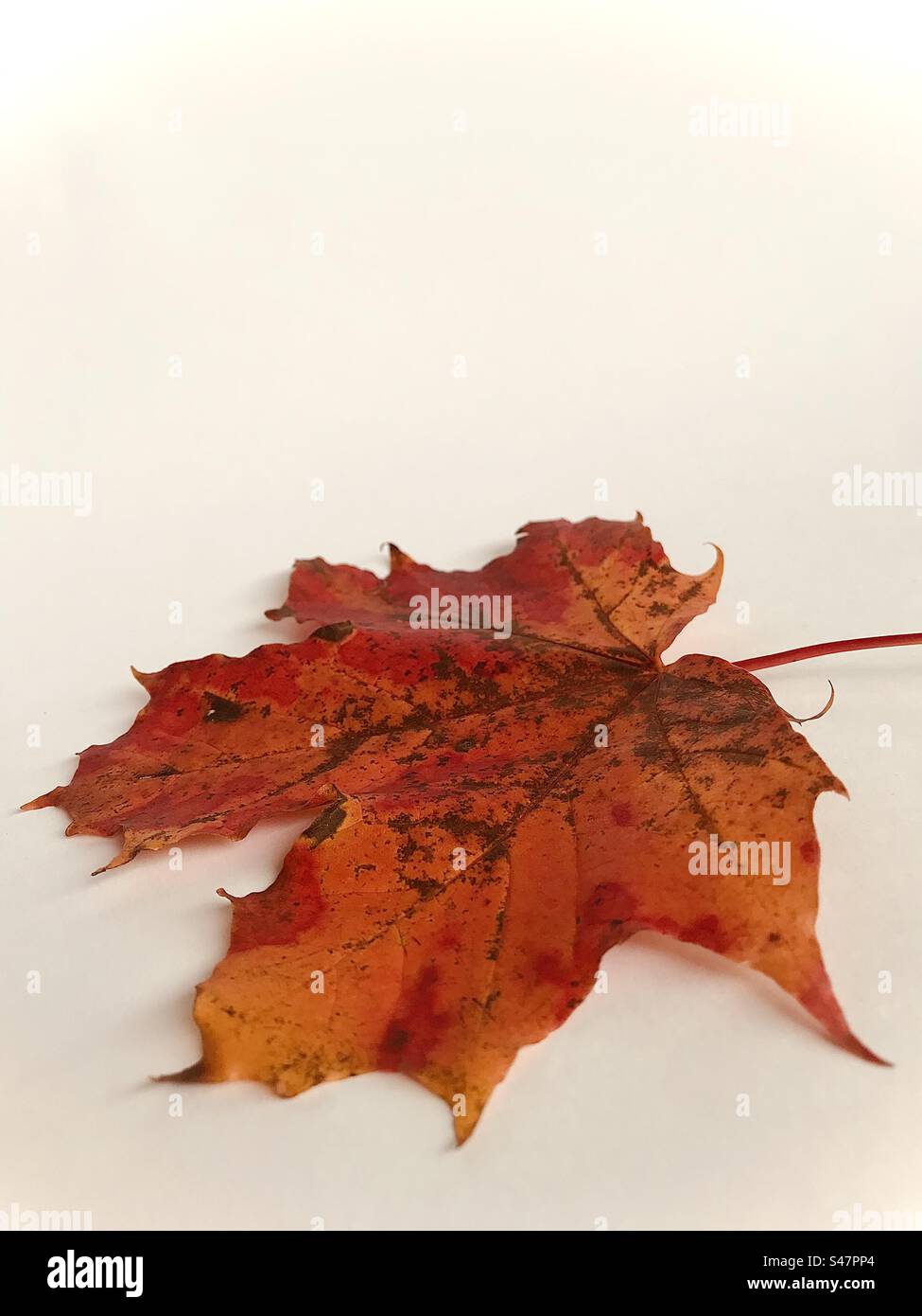 Maple leaf with different shades of red. - Smartphone Captured Stock Image