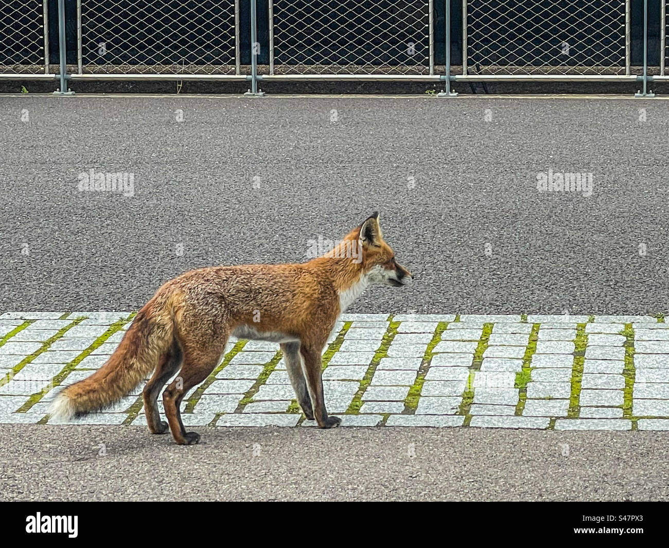 Daylight fox Stock Photo