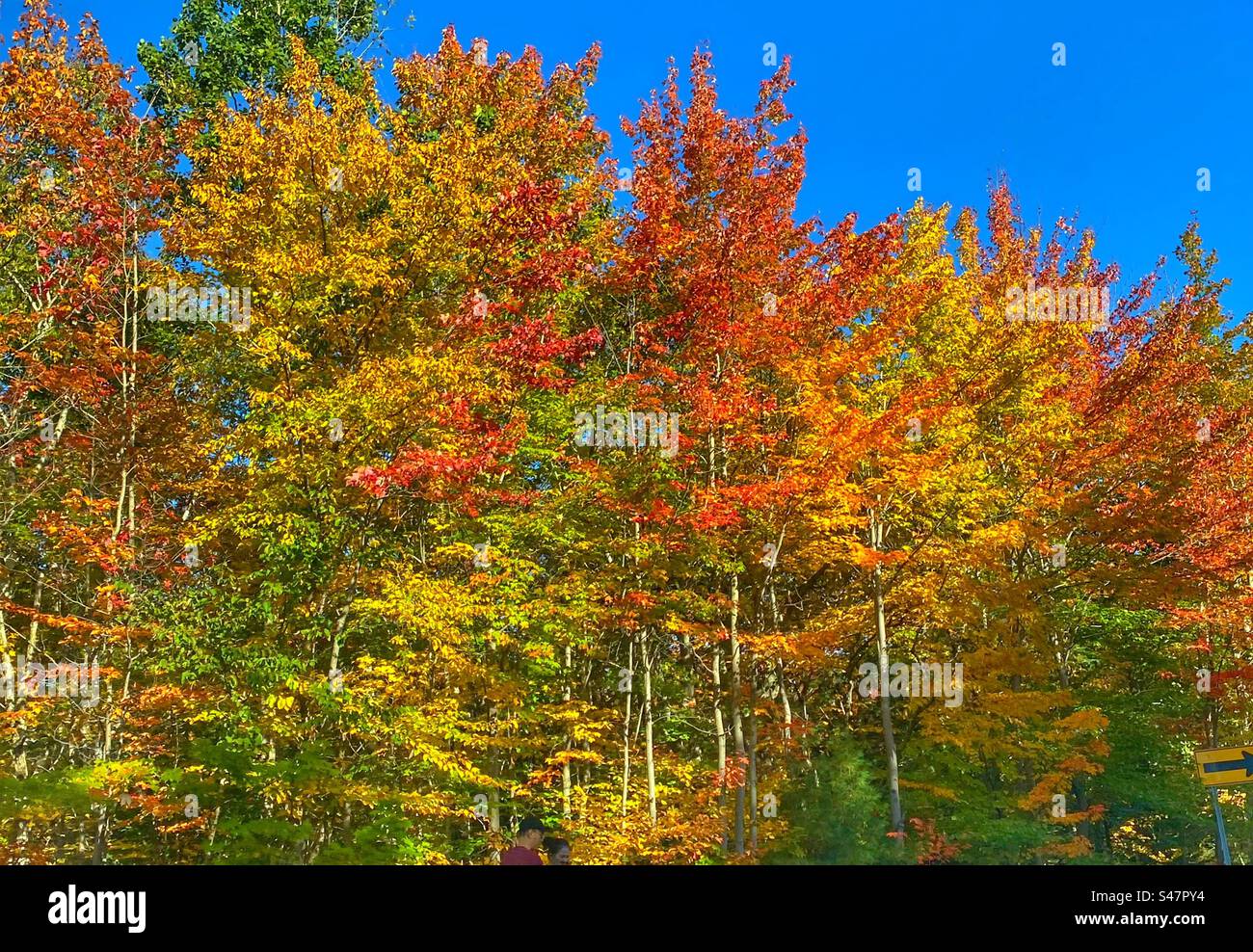 Fall leaves in Vermont - Smartphone Captured Stock Image
