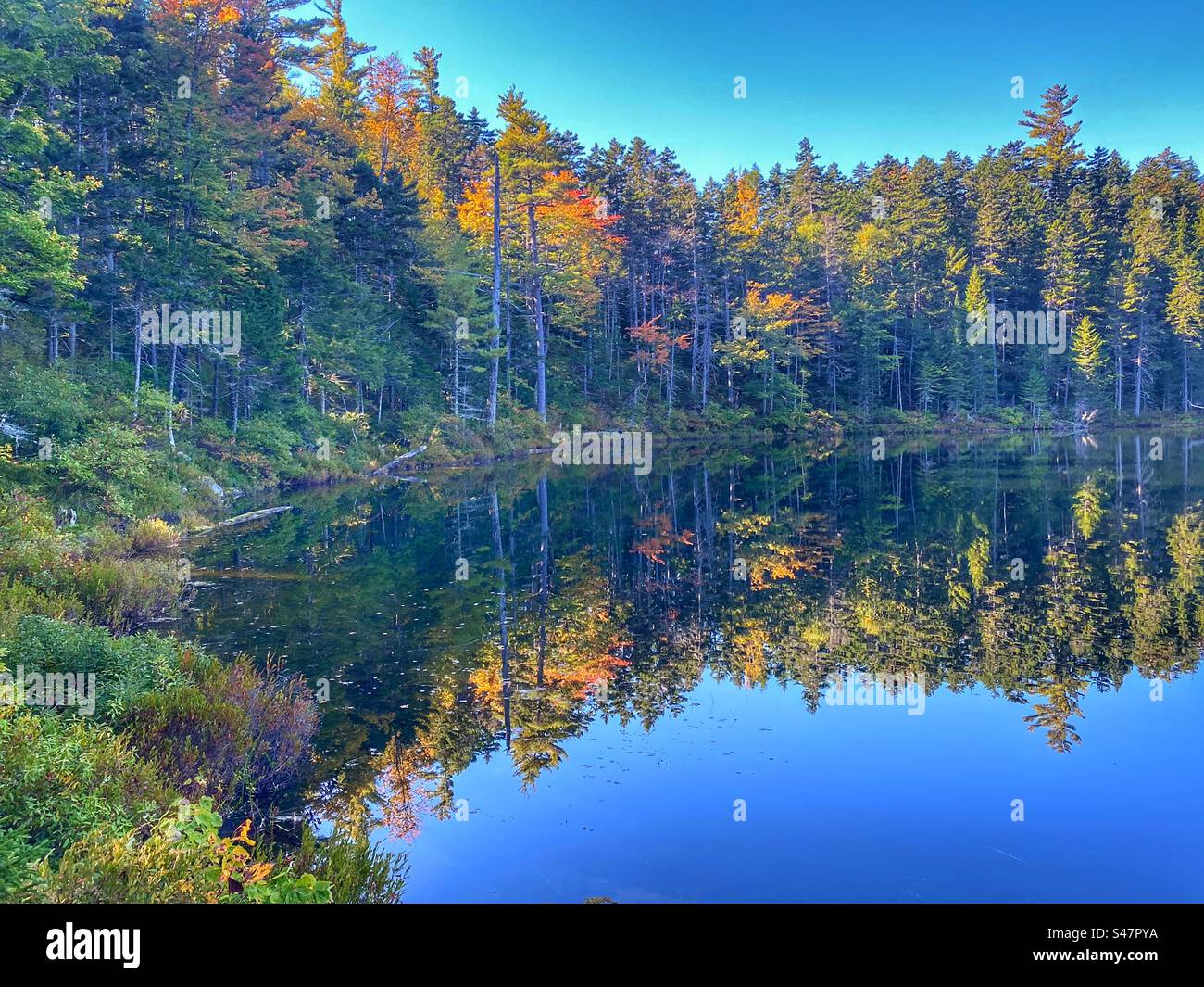 Fall trees around a lake in New Hampshire - Smartphone Captured Stock Image