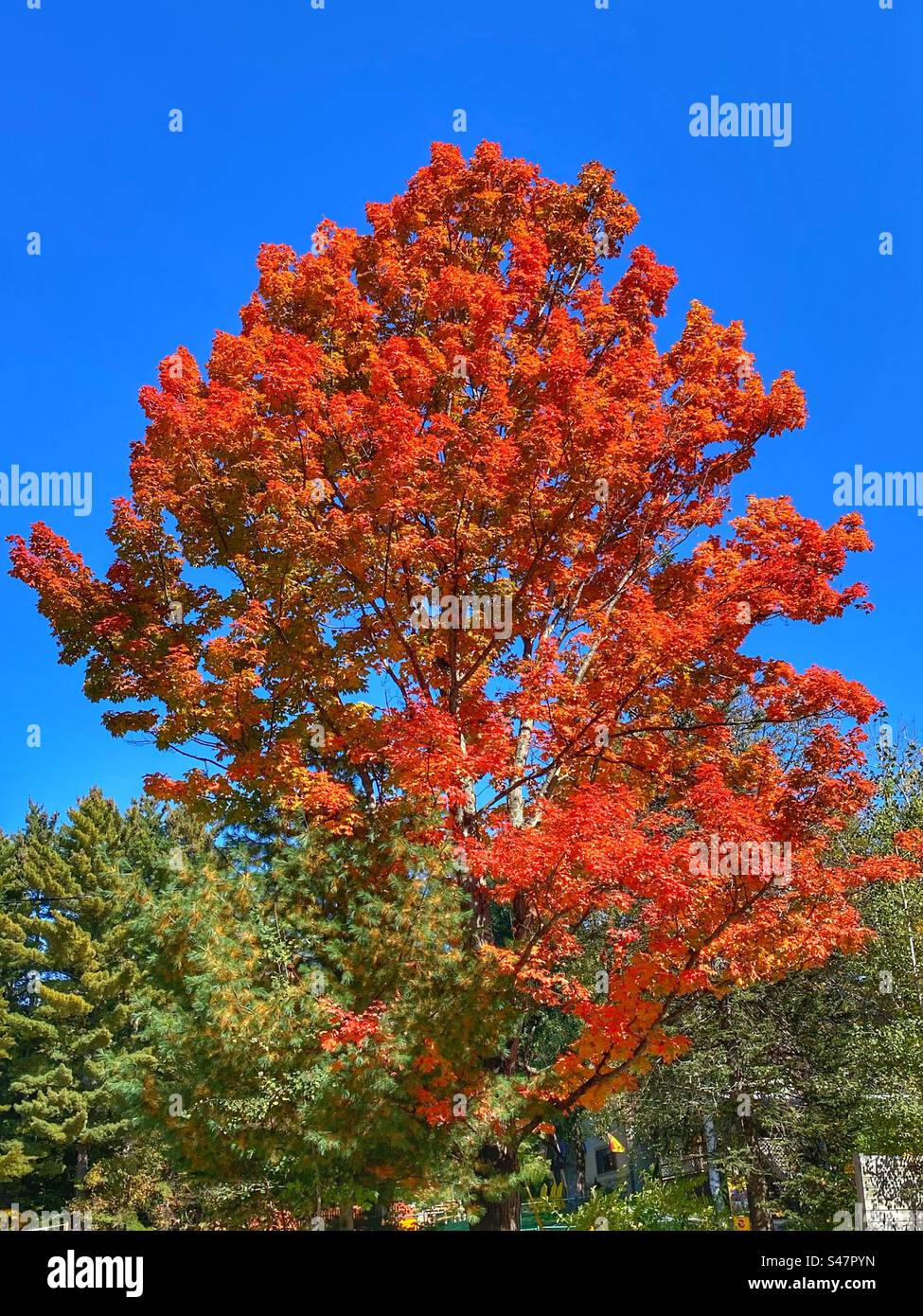 Beautiful orange and green leaves in Fall in New Hampshire - Smartphone Captured Stock Image
