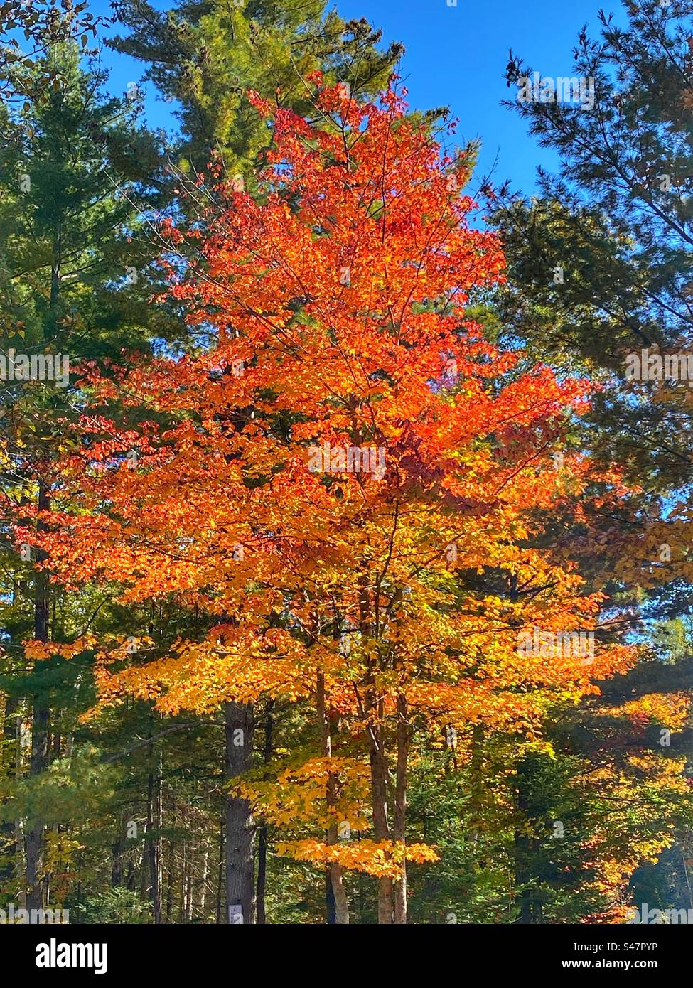 Beautiful orange and green leaves in Fall in New Hampshire - Smartphone Captured Stock Image