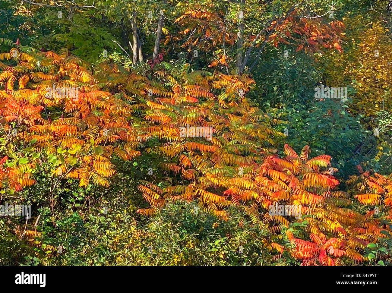 Beautiful orange and green leaves in Fall in New Hampshire - Smartphone Captured Stock Image