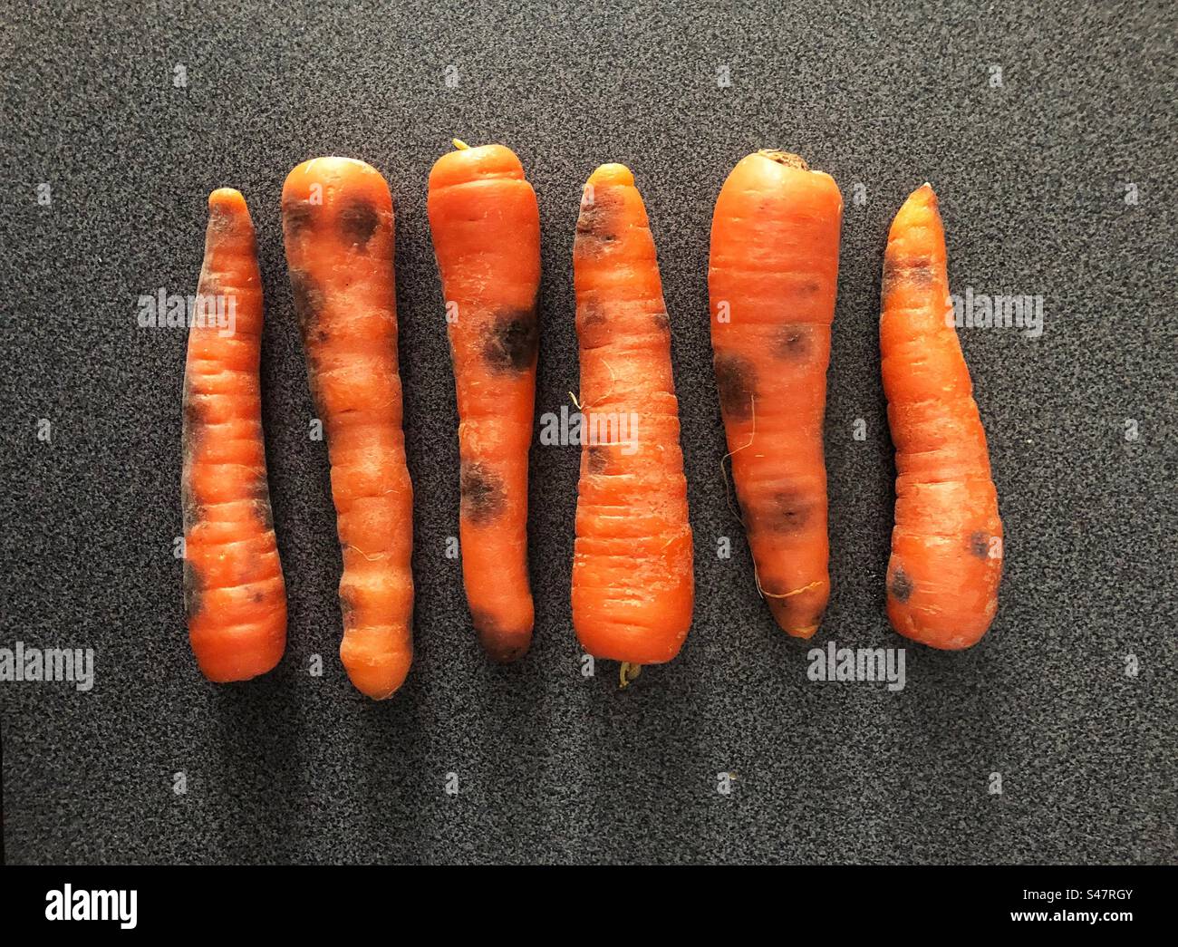 Carrots starting to turn black with rot - Smartphone Captured Stock Image