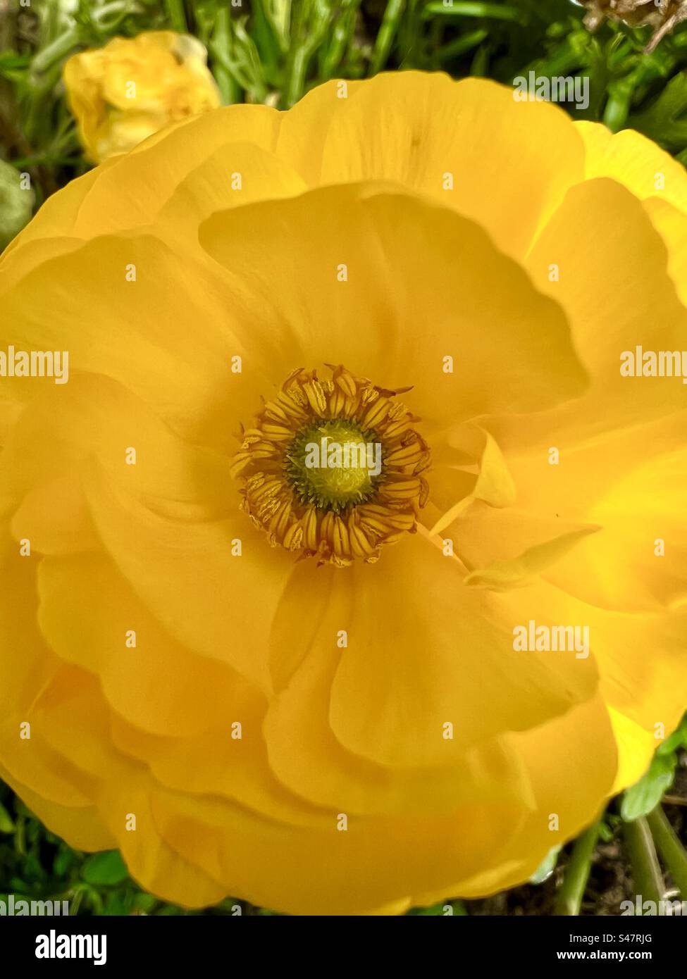 Blume gelb Stock Photo