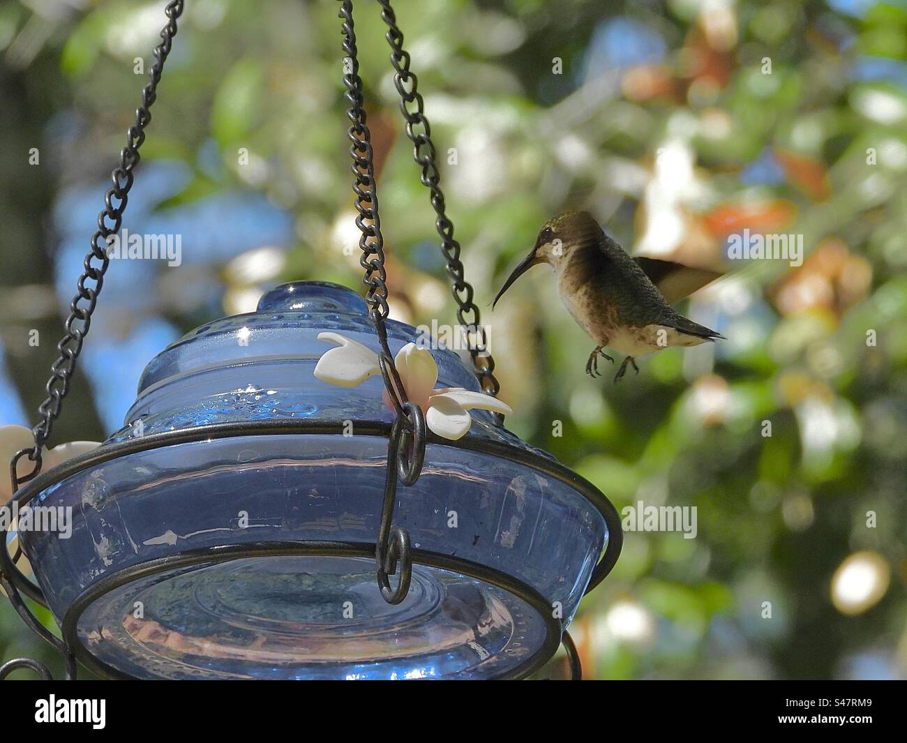 A female ruby-trotted Hummingbird, tiny with long bill. It’s wings flattering so fast that at time it Hard to capture. One of nature perfect beauty - Smartphone Captured Stock Image