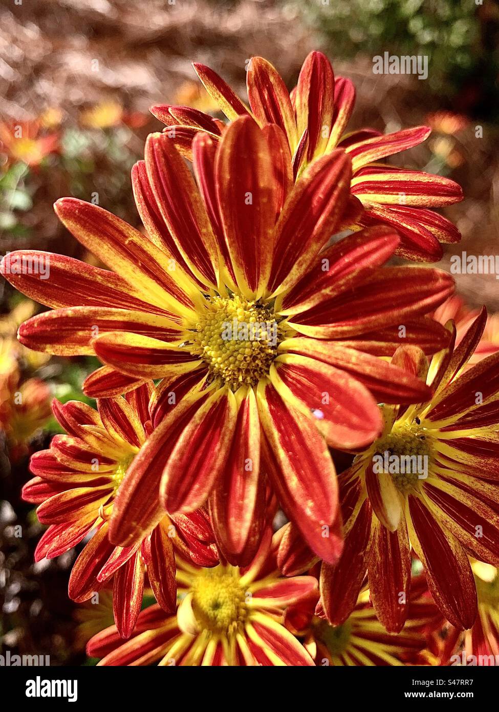 The beautiful Chrysanthemums, sometimes called mums or chrysanths, are flowering plants of the genus Chrysanthemum in the family Asteraceae. This is a favorite fall flower. - Smartphone Captured Stock Image