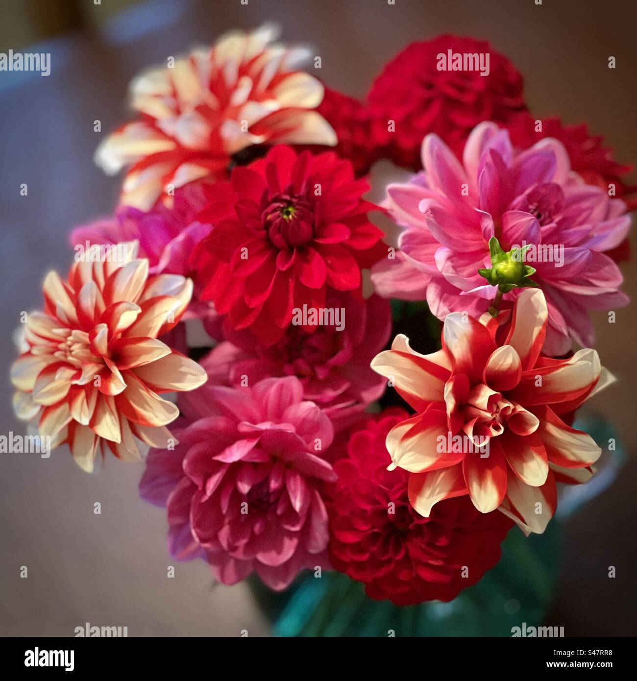 Close up of freshly cut garden flowers - Smartphone Captured Stock Image