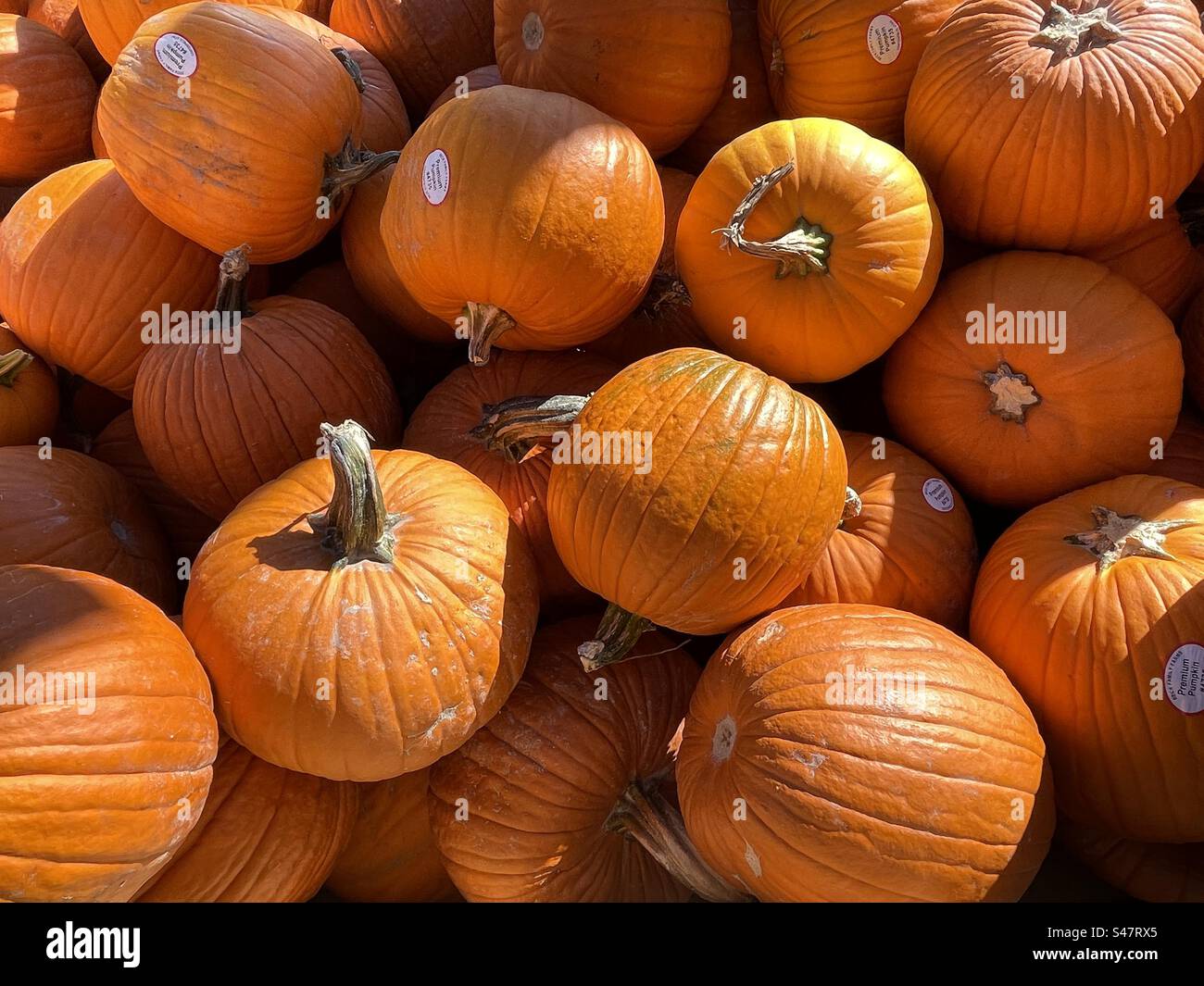 Pumpkins for sale in Utah, USA. Fresh agricultural produce, locally grown and harvested at local Utah farms, just in time for Halloween. - Smartphone Captured Stock Image