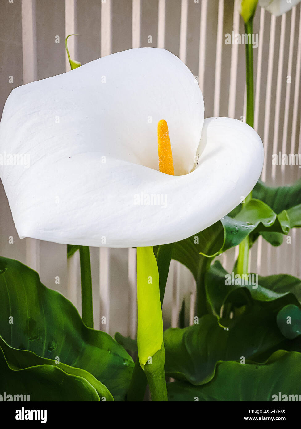 Close-up of a white flowering calla lily plant/Zantedeschia growing against a fence. Focus on foreground. - Smartphone Captured Stock Image