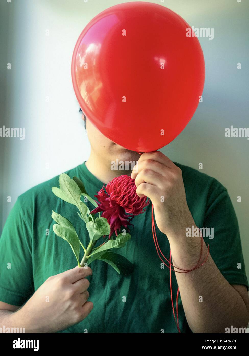 Close-up of young adult man in green T-shirt holding a red balloon in front of face and a red waratah flower against a white background. Obscured face. Surreal. Dreamy. Emotion. Hiding. - Smartphone Captured Stock Image