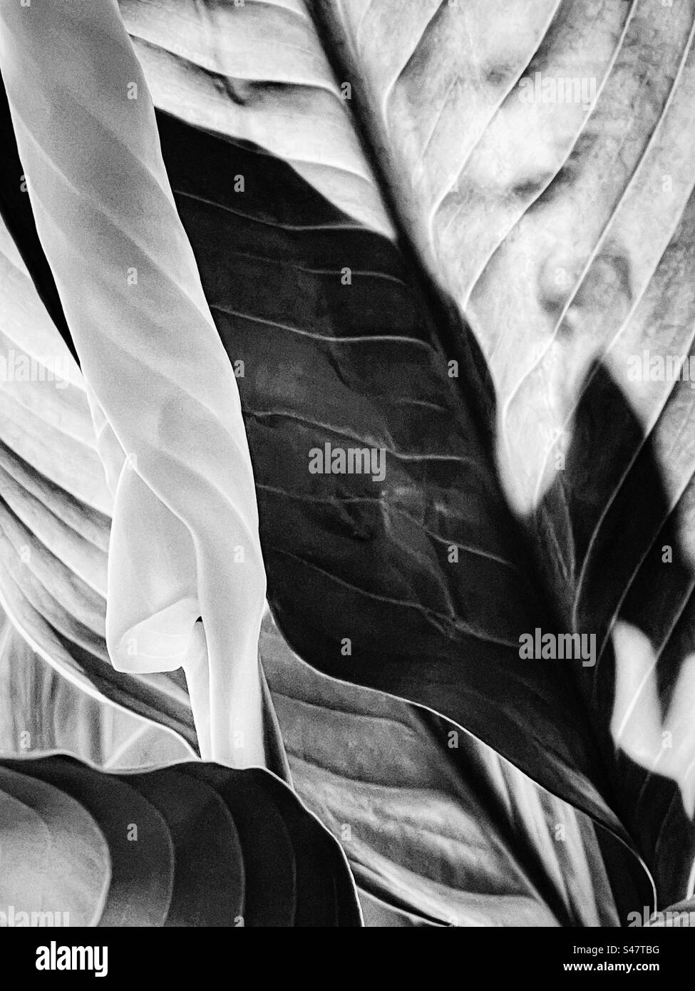 Abstract, black and white close-up shot of peace lily flower bud and leaves with back lighting. Full frame. Backgrounds. Pattern. Natural pattern. Texture. - Smartphone Captured Stock Image
