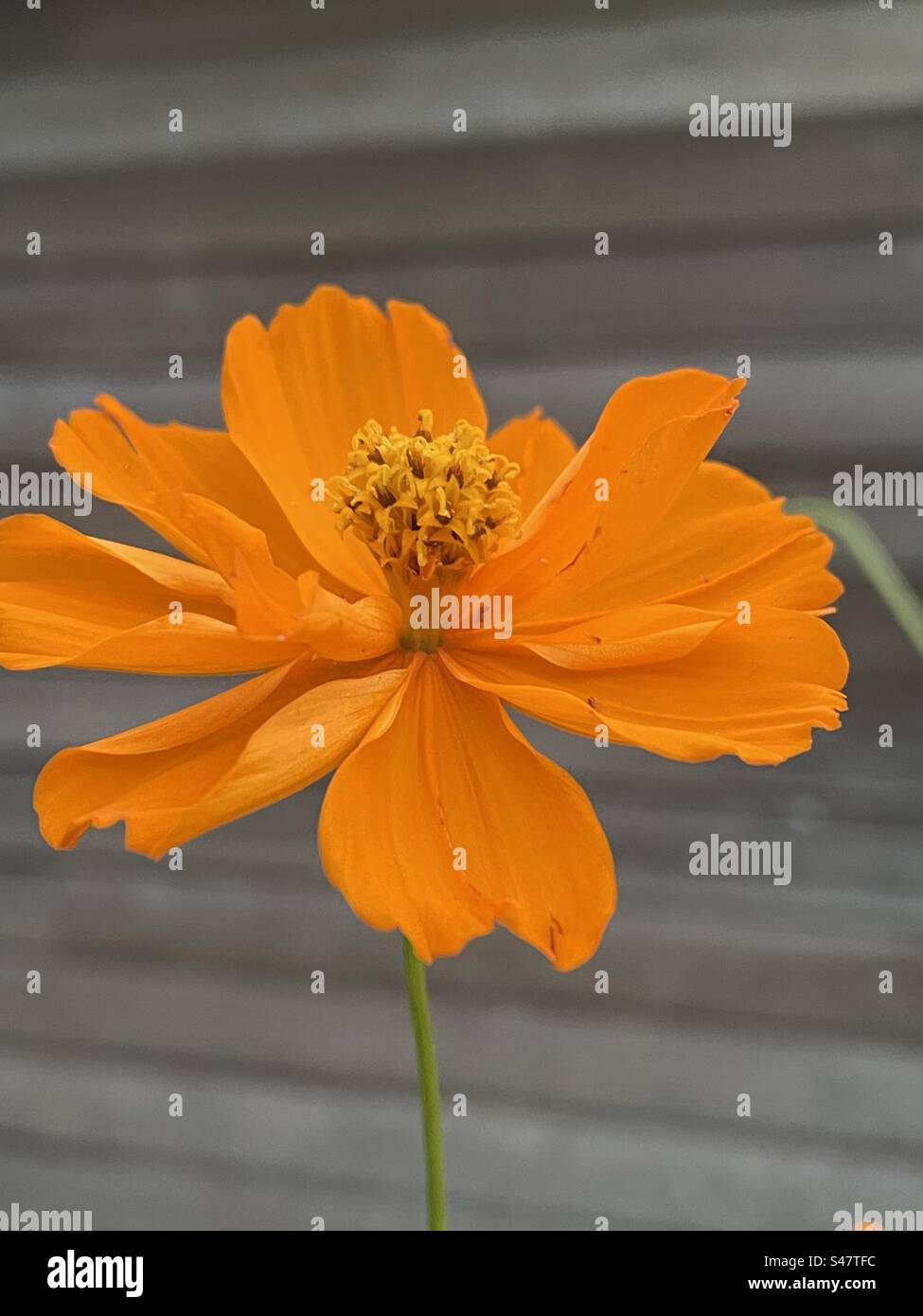 Orange colour flower Stock Photo