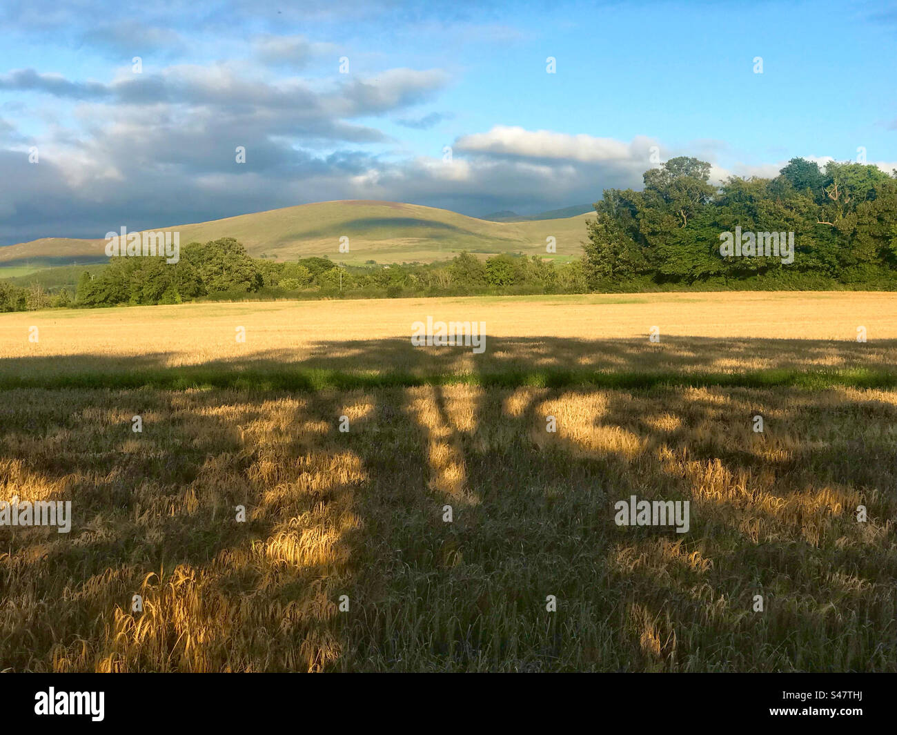 Shadows from trees cast over recently harvest field Late evening summer sunset Snowdnia National Park in distance From outskirts of Bangor North Wales - Smartphone Captured Stock Image
