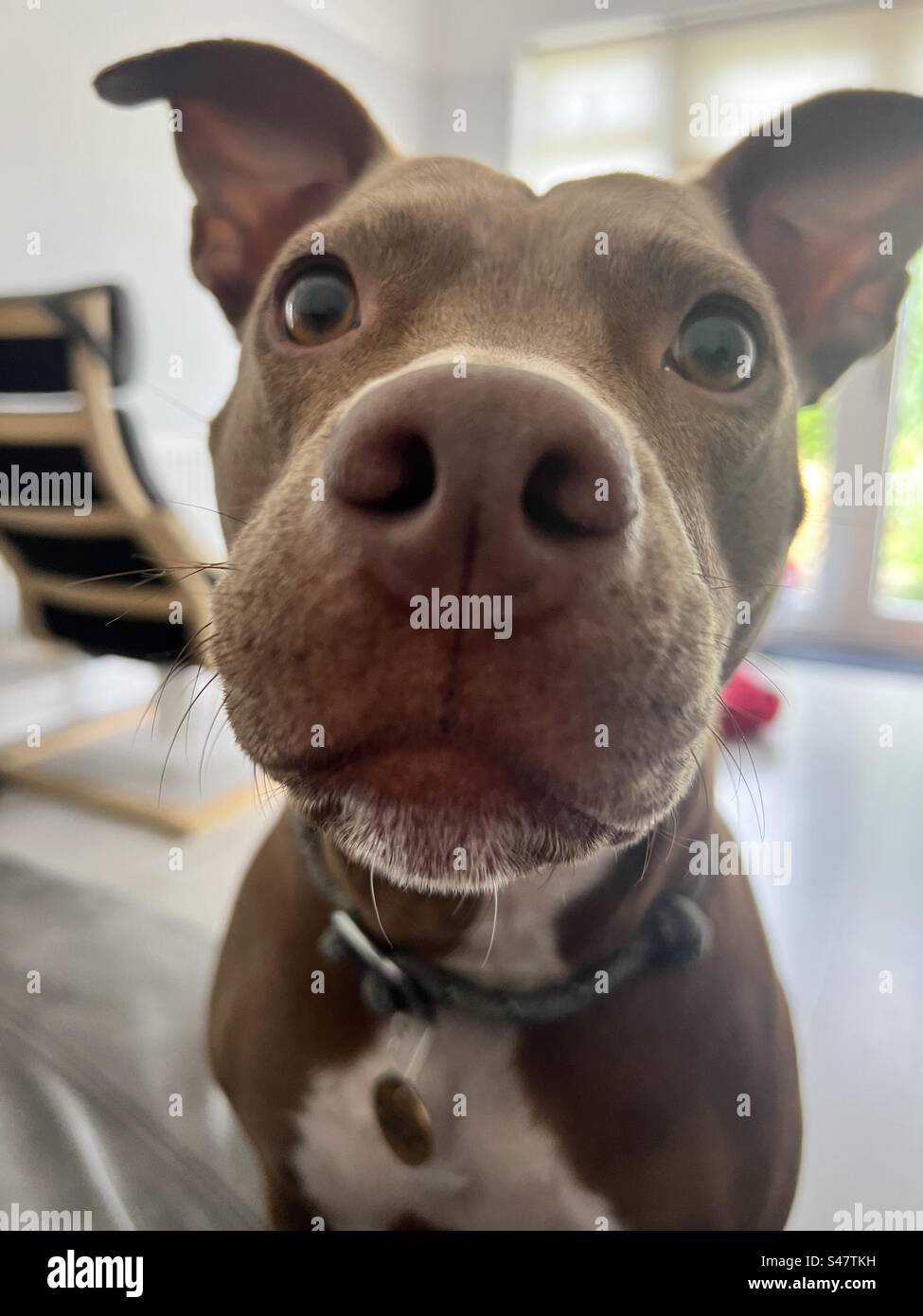 Dog staring into camera Stock Photo Alamy