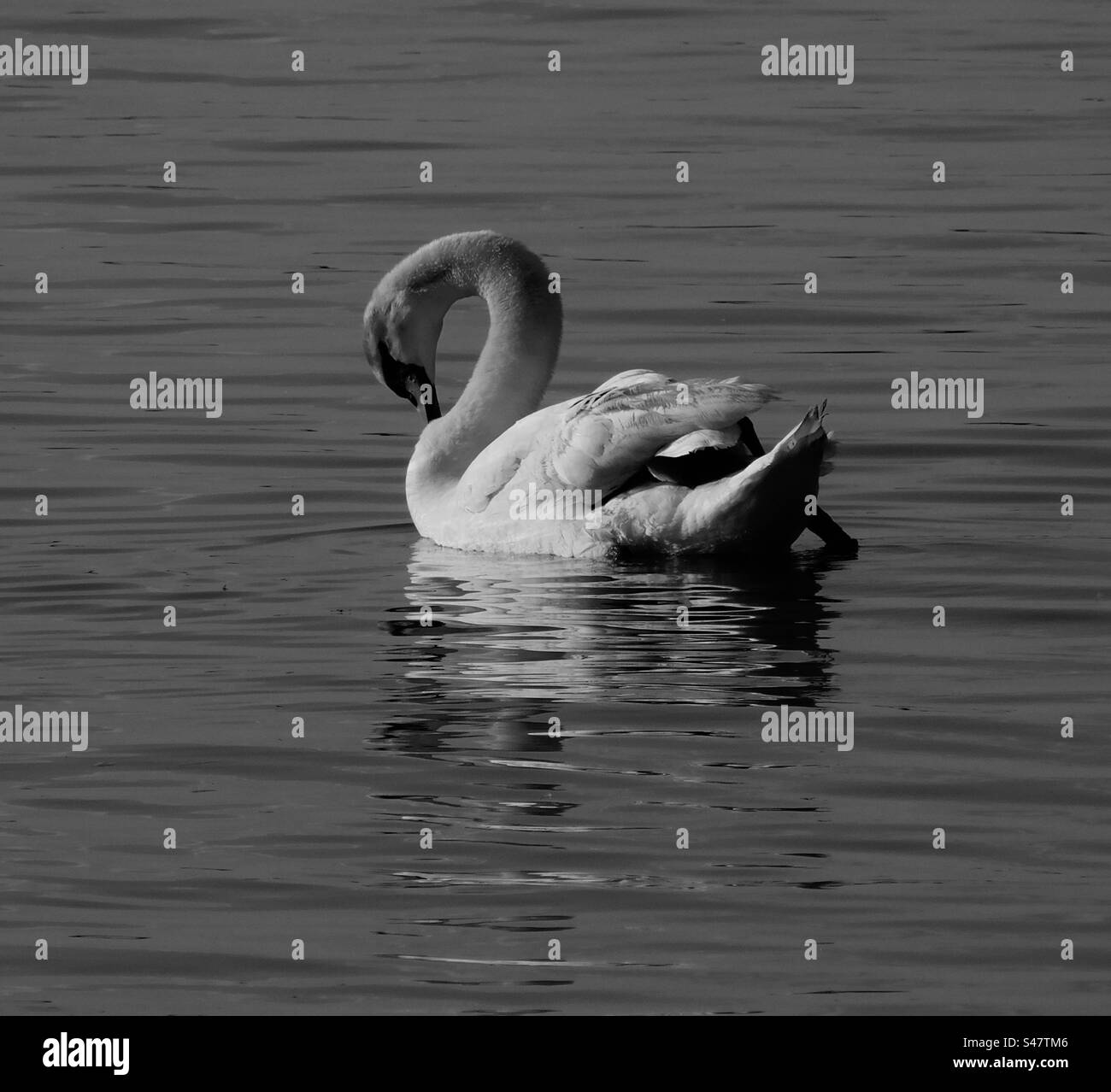 Candid photo of a swan Stock Photo Alamy