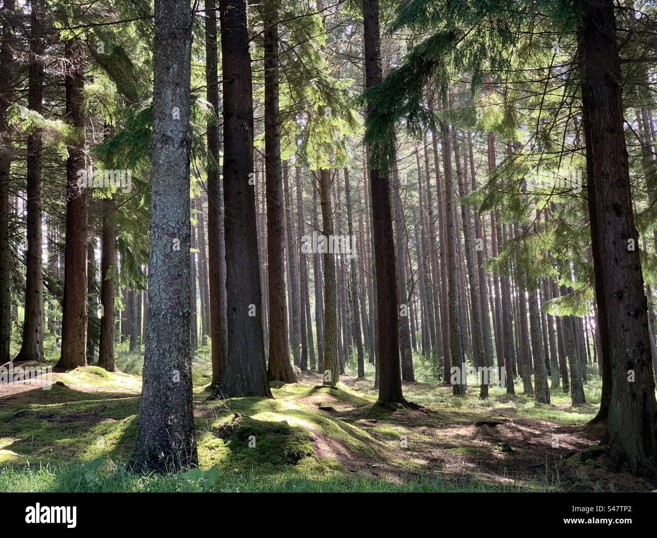 Sunlight filtering through forest trees Stock Photo - Alamy